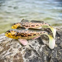 Westin Gunnar The Goby RTF